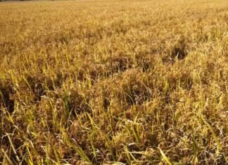 MP में किसानों की फसल की राशि लेकर फरार हुए व्यापारी के खिलाफ प्रकरण दर्ज