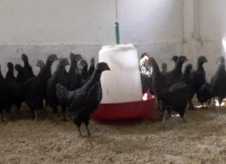 कडकनाथ ने बढ़ाई इंजीनियर हिमांशु की आमदनी,युवा किसानों के लिए बने प्रेणास्त्रोत कडकनाथ ने बढ़ाई इंजीनियर हिमांशु की आमदनी,युवा किसानों के लिए बने प्रेणास्त्रोत