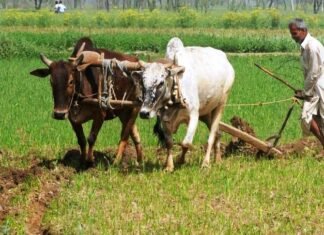 25 दिसंबर देश के 9 करोड़ से अधिक किसान के लिए लिए होगा ख़ास दिन ! 25 दिसंबर देश के 9 करोड़ से अधिक किसान के लिए लिए होगा ख़ास दिन !