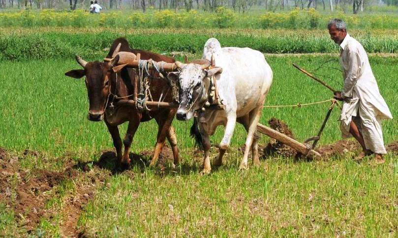  खाद के नाम पर भाजपा व् कांग्रेस किसानो के साथ कर रहे छल- आप जिलाध्यक्ष भूपेन्द्र 