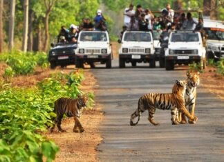 सैलानियों ने बाँधवगढ़ में रात को देखी जंगल की खूबसूरती,नाइट सफारी हुई शुरू