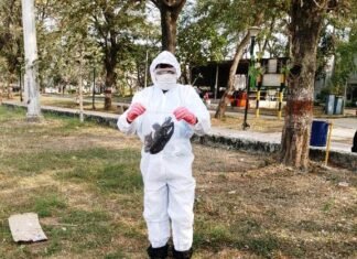 बर्ड-फ्लू की पुष्टि के बाद बालोद जिला में हाई अलर्ट जारी किया गया बर्ड-फ्लू की पुष्टि के बाद बालोद जिला में हाई अलर्ट जारी किया गया