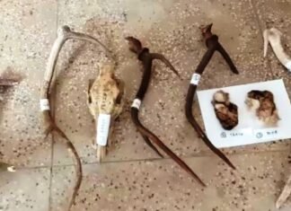 अंतर्राष्ट्रीय वन्य-जीव तस्कर मनीवन्नम मुरुगेशन के प्रत्यर्पण का प्रस्ताव मिला अंतर्राष्ट्रीय वन्य-जीव तस्कर मनीवन्नम मुरुगेशन के प्रत्यर्पण का प्रस्ताव मिला