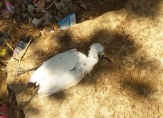 भोपाल में मृत पाये गये 4 बगुलों के सैम्पल व् बीट जाँच के लिये भेजे लैब को मृत पाये गये 4 बगुलों के सैम्पल व् बीट जाँच के लिये भेजे लैब को