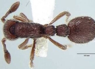 भारत में दुर्लभ चीटी वंश की दो नई प्रजातियों की खोज की गई भारत में दुर्लभ चीटी वंश की दो नई प्रजातियों की खोज की गई