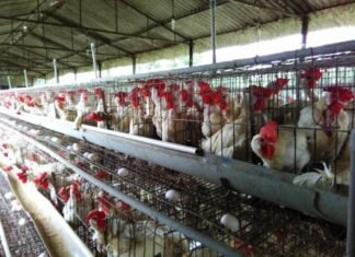 जिले में बर्ड फ्लु के संबंध में सतर्कता बरतने के दिए गए निर्देश देश के सात राज्यों में एवियन फ्लू बीमारी की हुई पुष्टि,परामर्श किए गए जारी