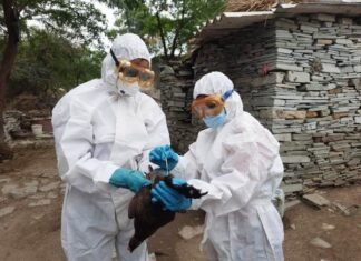 49 पक्षियों के नमूने जांच के लिए रेफरल लैब भेजे, असामान्य मृत्यु की सूचना नहीं छत्तीसगढ़ में अब तक बर्ड फ्लू की नहीं हुई अधिकारिक पुष्टि