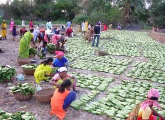 73 प्रतिशत वनोपज क्रय कर लघु वनोपज खरीदी मामले में 36 गढ़ देश में अव्वल 73 प्रतिशत वनोपज क्रय कर लघु वनोपज खरीदी मामले में 36 गढ़ देश में अव्वल