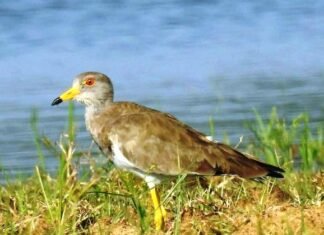 गिधवा-परसदा जलाशय में 150 प्रजाति के देशी एवं विदेशी पक्षियों का होता है प्रवास गिधवा-परसदा जलाशय में 150 प्रजाति के देशी एवं विदेशी पक्षियों का होता है प्रवास