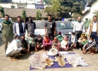 MP में पैंगोलिन और मृत तेंदुए की खाल सहित 16 लोग हुए गिरफ्तार MP में पैंगोलिन और मृत तेंदुए की खाल सहित 16 लोग हुए गिरफ्तार