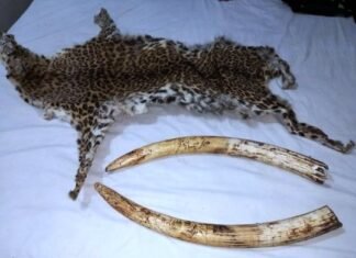 ओडिशा के केओन्झार जिले में हाथी की दांत व् तेंदुए की खाल के साथ तीन गिरफ्तार ओडिशा के केओन्झार जिले में हाथी की दांत व् तेंदुए की खाल के साथ तीन गिरफ्तार