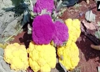 इस राज्य में उग रहे है बैगनी और एकदम पीलारंग के फूलगोभी-जानिए इसके बारे में इस राज्य में उग रहे है बैगनी और एकदम पीलारंग के फूलगोभी-जानिए इसके बारे में