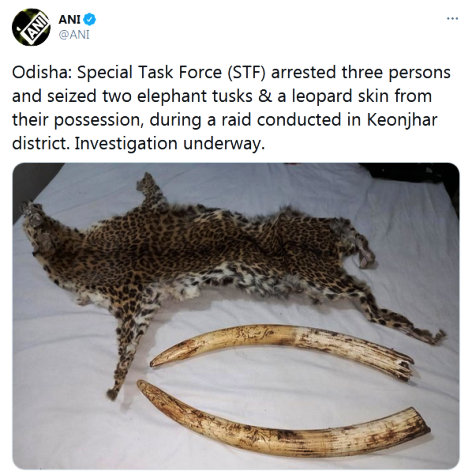 ओडिशा के केओन्झार जिले में हाथी की दांत व् तेंदुए की खाल के साथ तीन गिरफ्तार