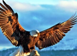 MP में गिद्धों की गणना का अंतिम चरण आज से जानिए कैसे होती है गणना MP में गिद्धों की गणना का अंतिम चरण आज से जानिए कैसे होती है गणना