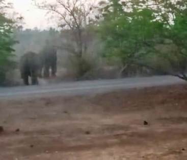नगर पंचायत तुमगांव के दो वार्डो में सिरपुर क्षेत्र के हाथियों ने किया भ्रमण