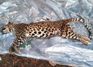 मृत अवस्था में मिली तेंदुआ की मौत हुई बिजली करेंट लगने से मृत अवस्था में मिली तेंदुआ की मौत हुई बिजली करेंट लगने से