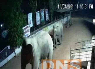 दो दंतैल ने फिंगेश्वर के वार्ड में किया भ्रमण व् सोसायटी में धान को पहुचाया नुकसान दो दंतैल ने फिंगेश्वर के वार्ड में किया भ्रमण व् सोसायटी में धान को पहुचाया नुकसान