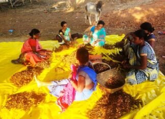 लघु वनोजपों का संग्रहण देश के तीन चौथाई से अधिक का हो रहा है 36गढ़ में लघु वनोजपों का संग्रहण देश के तीन चौथाई से अधिक का हो रहा है 36गढ़ में