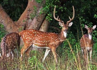 अचानकमार टाईगर रिजर्व में चीतल का शिकार करने वाले 4 लोग पकडाए अचानकमार टाईगर रिजर्व में चीतल का शिकार करने वाले 4 लोग पकडाए