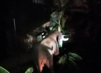 दो दंतैल तुमगांव के पाली हाउस में रहे दो घंटे , सब्जी के फसल को पहुचाया नुकसान दो दंतैल तुमगांव के पाली हाउस में रहे दो घंटे , सब्जी के फसल को पहुचाया नुकसान