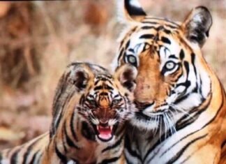 बाँधवगढ़ टाइगर रिजर्व क्षेत्र बाघों की नर्सरी बना,यंहा 8 शावकों के होने की पुष्टि हुई बाँधवगढ़ टाइगर रिजर्व क्षेत्र बाघों की नर्सरी बना,यंहा 8 शावकों के होने की पुष्टि हुई