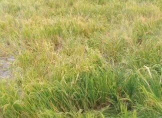 प्रोटीन, फाइबर व् कई खनिजों से संपन्न ‘विलेज राइस’ घाना व यमन को निर्यात