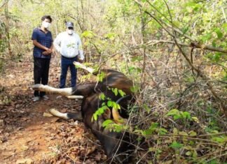 वन्य पशु बायसन शिकार मामले में वन विभाग ने तीन आरोपियों को किया गिरफ्तार वन्य पशु बायसन शिकार मामले में वन विभाग ने तीन आरोपियों को किया गिरफ्तार