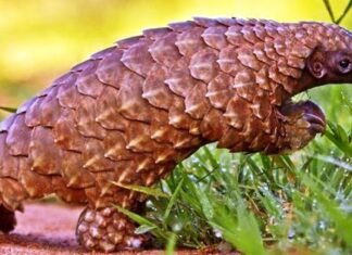 दुर्लभ-विलुप्त वन्यप्राणी पेंगोलीन बिक्री करते हुए दो आरोपी को पुलिस ने किया गिरफ्तार वन्य-प्राणी पेंगोलिन के शिकार और अवैध व्यापार में लिप्त फरार 2 आरोपी गिरफ्तार