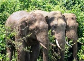 जिले में बढ़ा हाथियों का आतंक,उत्पात को रोकने में वन विभाग पूरी तरह विफल