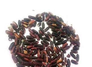 ब्लैक राइस पौष्टिक तत्वों से भरपूर होते हैं,दंतेवाड़ा के चार ब्लाक में हो रहा है उत्पादन पौष्टिक तत्वों से भरपूर होते हैं ब्लेक राईस,दंतेवाड़ा के चार ब्लाक में हो रहा है उत्पादन