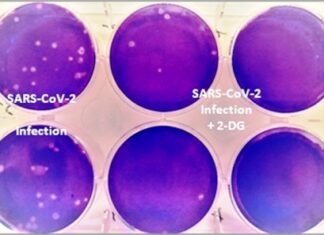 डॉ. रेड्डीज लेबोरेटरिज ने DRDO की 2-डीजी दवा को सैशे में किया लांच डॉ. रेड्डीज लेबोरेटरिज ने DRDO की 2-डीजी दवा को सैशे में किया लांच