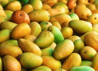 बहरीन,दक्षिण कोरिया,मिडल ईस्ट,यूरोपीय संघ में ‘फलों का राजा‘ की हो रही है पूछ परख बहरीन,दक्षिण कोरिया में भारत के ‘फलों का राजा‘ की हो रही है पूछ परख