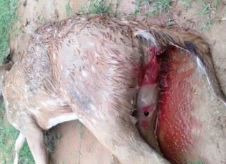 जंगल से भटक कर गांव पहुंचे हिरण को कुत्तों ने काटा,इलाज के अभाव में मौत जंगल से भटक कर गांव पहुंचे हिरण के बच्चे को कुत्तों ने काटा,इलाज के अभाव में मौत