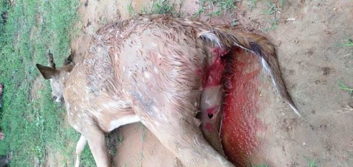 जंगल से भटक कर गांव पहुंचे हिरण के बच्चे को कुत्तों ने काटा,इलाज के अभाव में मौत