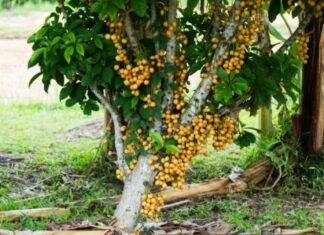 विटामिन सी और आयरन से भरपूर बर्मी अंगूर का स्वाद चखेगे दुबई के लोग विटामिन सी और आयरन से भरपूर बर्मी अंगूर का स्वाद चखेगे दुबई के लोग