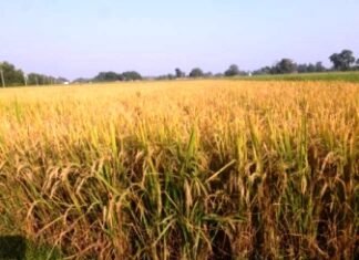 केन्द्रीय मंत्रिमंडलीय ने 21-22 के सभी खरीफ फसलों के न्यूनतम समर्थन मूल्य में की वृद्धि केन्द्रीय मंत्रिमंडलीय ने 21-22 के सभी खरीफ फसलों के न्यूनतम समर्थन मूल्य की वृद्धि