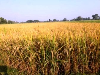 एमएसपी में 917 रु. जोड़कर 3400 रु. में धान खरीदे साय सरकार : विनोद चंद्राकर