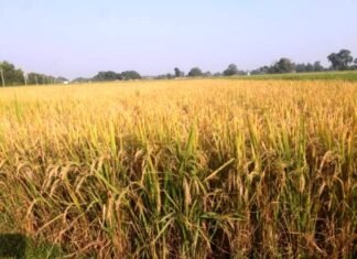 फसल बीमा क्षतिपूर्ति राशि किसान को दिलवाया उपभोक्ता आयोग ने फसल बीमा क्षतिपूर्ति राशि किसान को दिलवाया उपभोक्ता आयोग ने