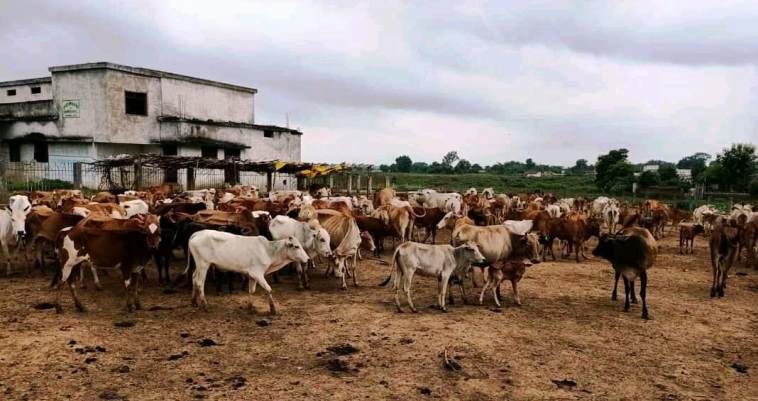 रोका छेका अभियान केवल कागजो में जमीनी स्तर पर हकीकत कुछ और :- पप्पू पटेल