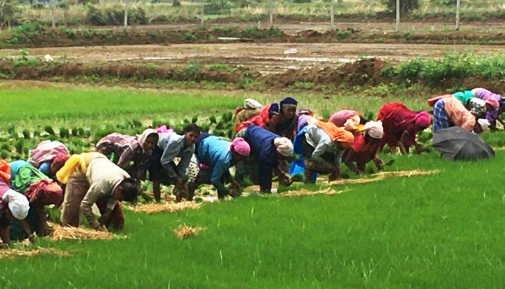 खेतिहर मजदूरों को प्रतिवर्ष 6 हजार रूपए मिलने की घोषणा से मजदूरों में खुशी की लहर