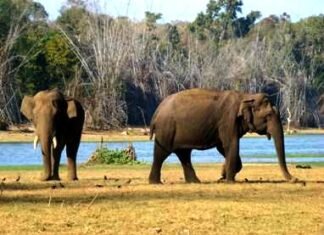 हाथी-मानव संघर्ष को कम करने असम में इस योजना को दोहराया गया है-जानिए हाथी-मानव संघर्ष को कम करने असम में इस योजना को दोहराया है-जानिए