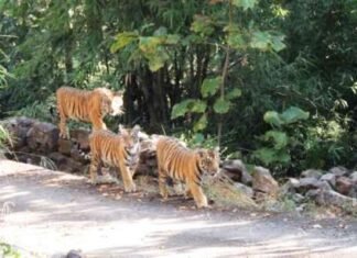 सतपुड़ा टाइगर रिजर्व को अर्थ गार्जियन श्रेणी के नेटवेस्ट ग्रुप अर्थ हीरोज का मिला खिताब सतपुड़ा टाइगर रिजर्व को अर्थ गार्जियन श्रेणी के नेटवेस्ट ग्रुप अर्थ हीरोज का मिला खिताब