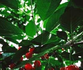 कश्मीर घाटी से मिश्री किस्म की स्वादिष्ट चेरी भी पंहुची दुबई कश्मीर घाटी से मिश्री किस्म की स्वादिष्ट चेरी भी पंहुची दुबई