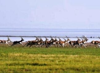 सड़क पार करते हुए काले हिरण के झुंड का वीडियो साझा किया PM मोदी ने सड़क पार करते हुए काले हिरणों के झुंड का वीडियो साझा किया PM मोदी ने