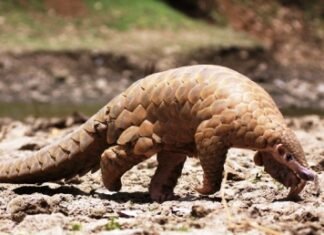 वन्यजीव पैंगोलिन की तस्करी करते 04 आरोपी को पुलिस ने किया गिरफ्तार वन्यजीव पैंगोलिन की तस्करी करते 04 आरोपी को पुलिस ने किया गिरफ्तार