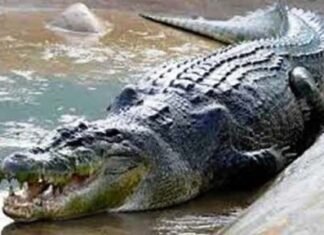 धूप का आनंद लेते हुए घड़ियाल को देखने का अवसर पर्यटकों को करता है सम्मोहित धूप का आनंद लेते हुए घड़ियाल को देखने का अवसर पर्यटकों को करता है सम्मोहित