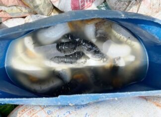 8 करोड़ रुपये का प्रतिबंधित समुद्री खीरा को पकड़ा भारतीय तटरक्षक बल ने 8 करोड़ रुपये का प्रतिबंधित समुद्री खीरा को पकड़ा भारतीय तटरक्षक बल ने