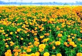 पहले आओ पहले पाओ के आधार पर गेंदा फूल की खेती के लिए मिलेगा अनुदान पहले आओ पहले पाओ के आधार पर गेंदा फूल की खेती के लिए मिलेगा अनुदान