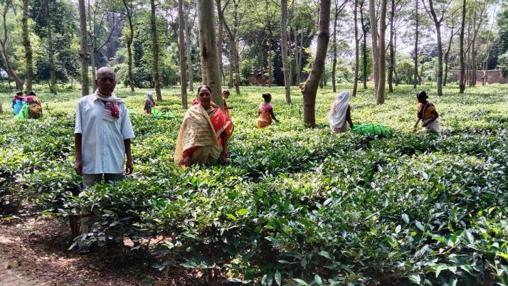 चाय व् काफी की खेती को बढ़ावा देने के लिए बोर्ड गठन का लिया निर्णय CM ने 