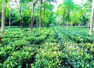 चाय व् काफी की खेती को बढ़ावा देने के लिए बोर्ड गठन का लिया निर्णय CM ने चाय व् काफी की खेती को बढ़ावा देने के लिए बोर्ड गठन का लिया निर्णय CM ने